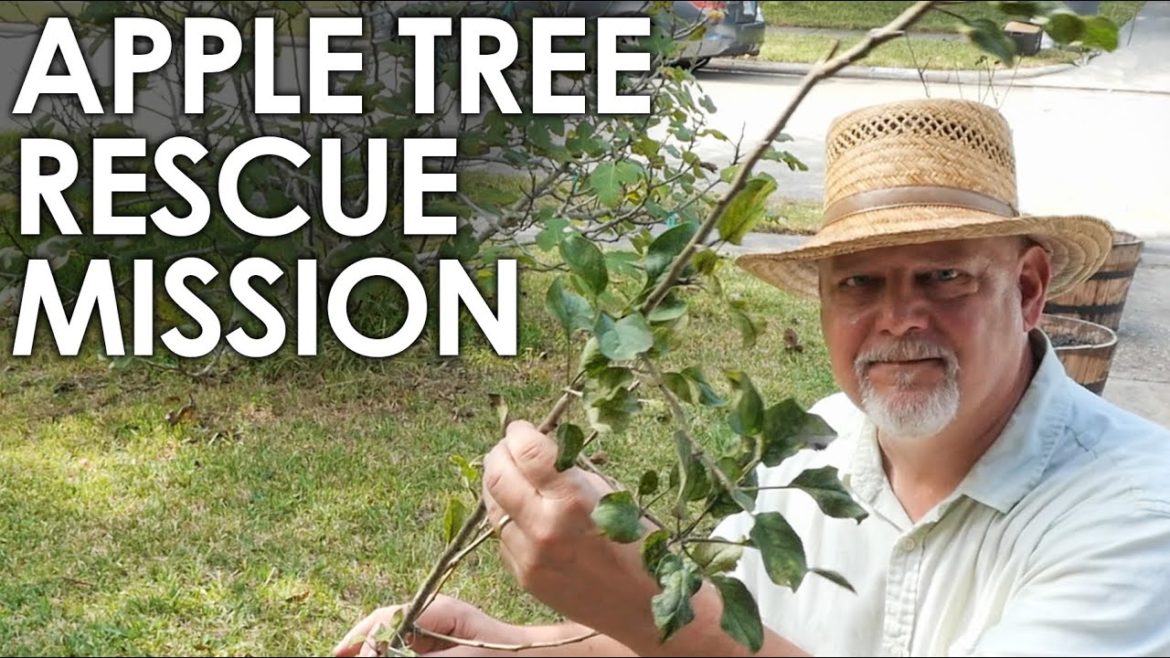 Apple Tree Rescue Mission – Plus Growth Diagnosis || Black Gumbo Apple Tree Rescue Mission - Plus Growth Diagnosis || Black Gumbo