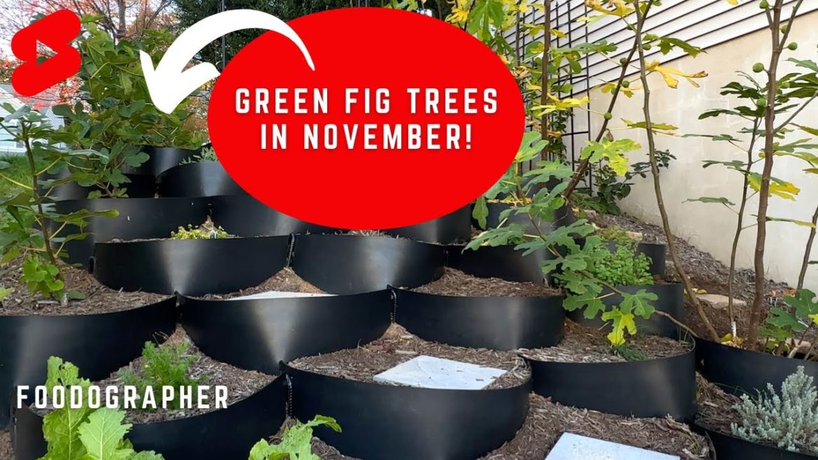 November and Fig Green Fig Trees! Zone 6b Thermal Insulation with the Dirt Locker System.