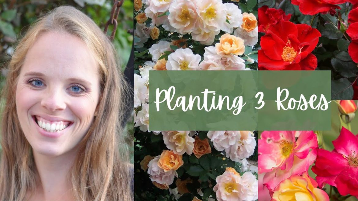 Planting Three Different Roses: Landscape, Climbing & Cut Flower Roses! | Simply Bloom Planting Three Different Roses: Landscape, Climbing & Cut Flower Roses! | Simply Bloom