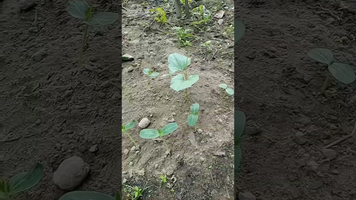 bonsai and gardening #shorts #viralshorts #viral #agriculture #tools bonsai and gardening #shorts #viralshorts #viral #agriculture #tools