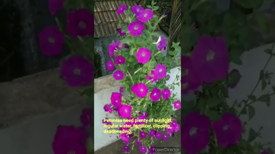 petunia 💜@Devi's home garden #plants #flowers #petunia  #gardening #gardeningtips #terracegarden