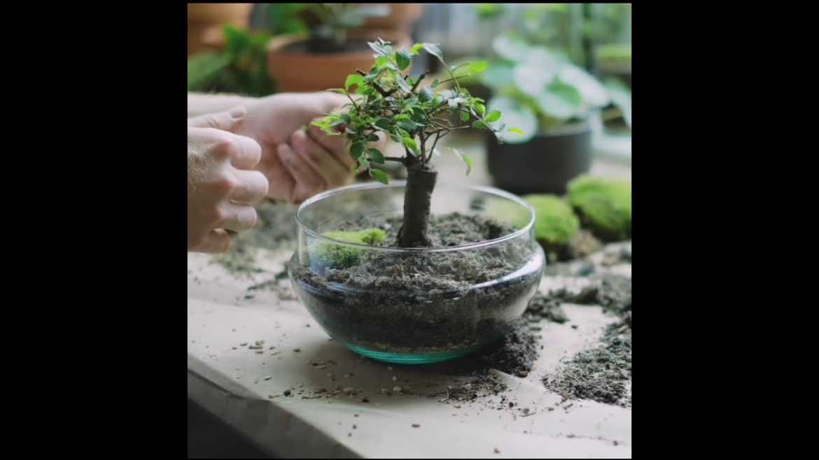 End of the bonsai tree #shorts #Bonsai #Landscape #penjing #Agriculture #Gardening #Gardener #Flower