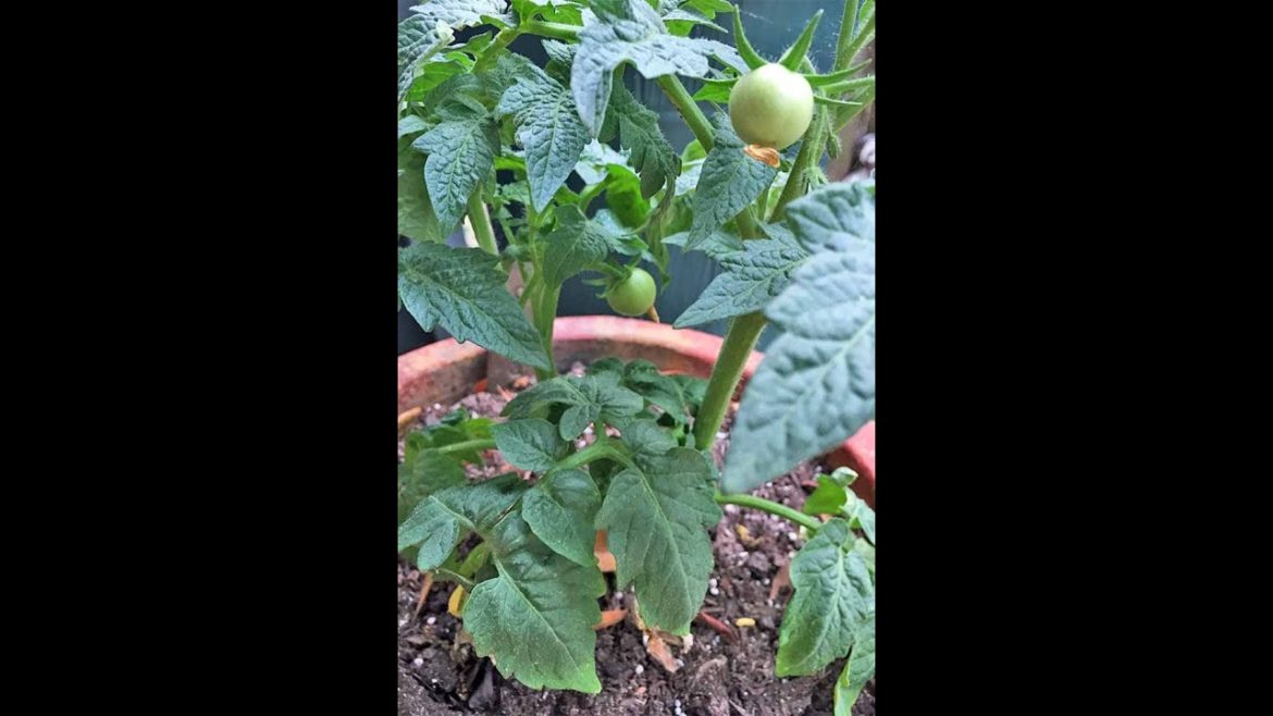 Tomato in little garden #tomato Tomato in little garden #tomato