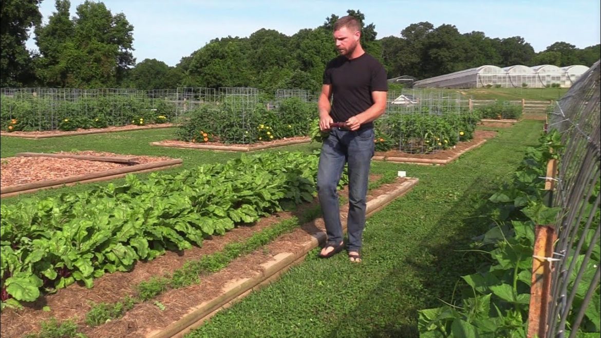 Vegetable Garden Tour. Mid July 2021