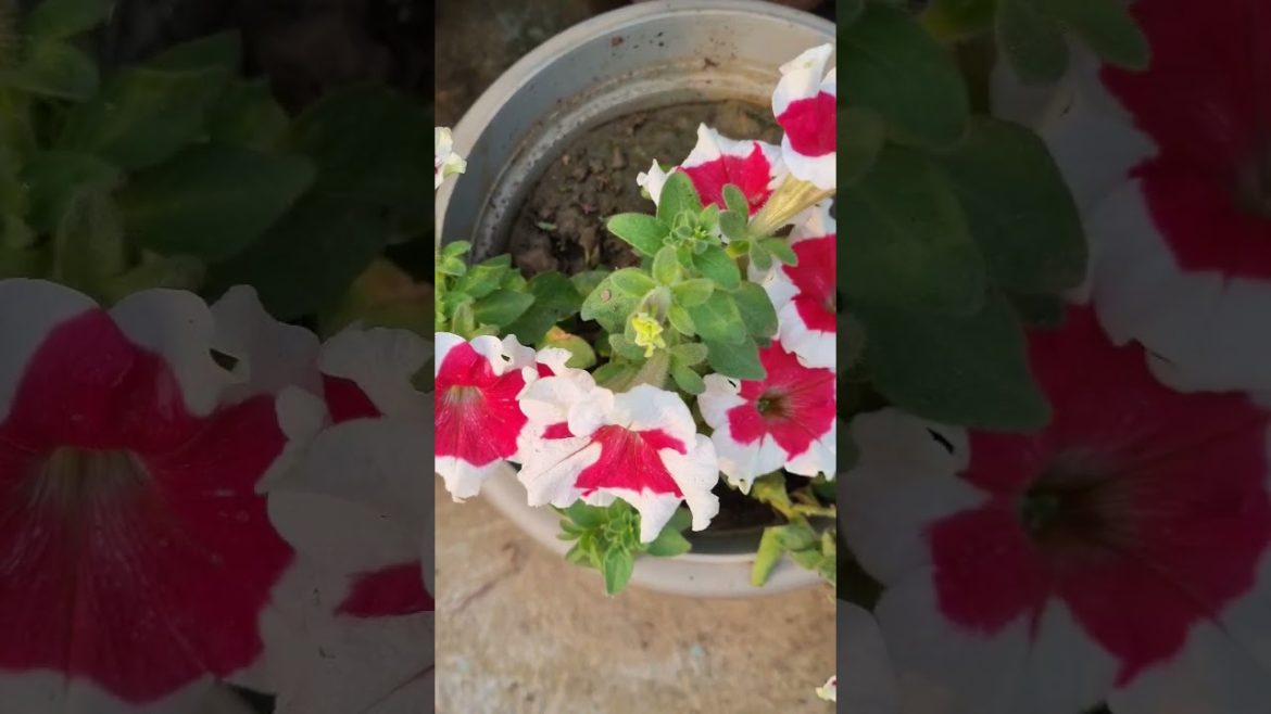 My Terrace Garden #gardeningtips #gardening #gardeningideas #youtubeshorts #gardeningshorts #shorts
