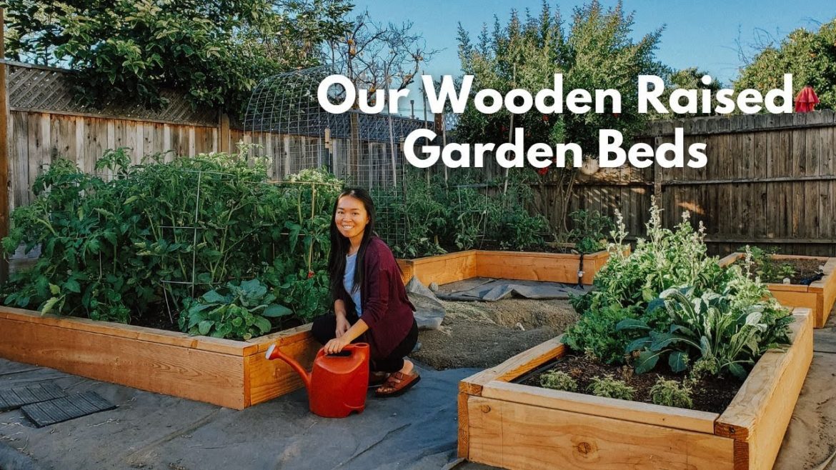 Building our backyard vegetable garden from start to harvest Building our backyard vegetable garden from start to harvest