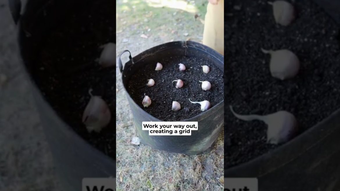 How To Grow Garlic At Home #shorts #gardening #gardeningtips #growinggarlic