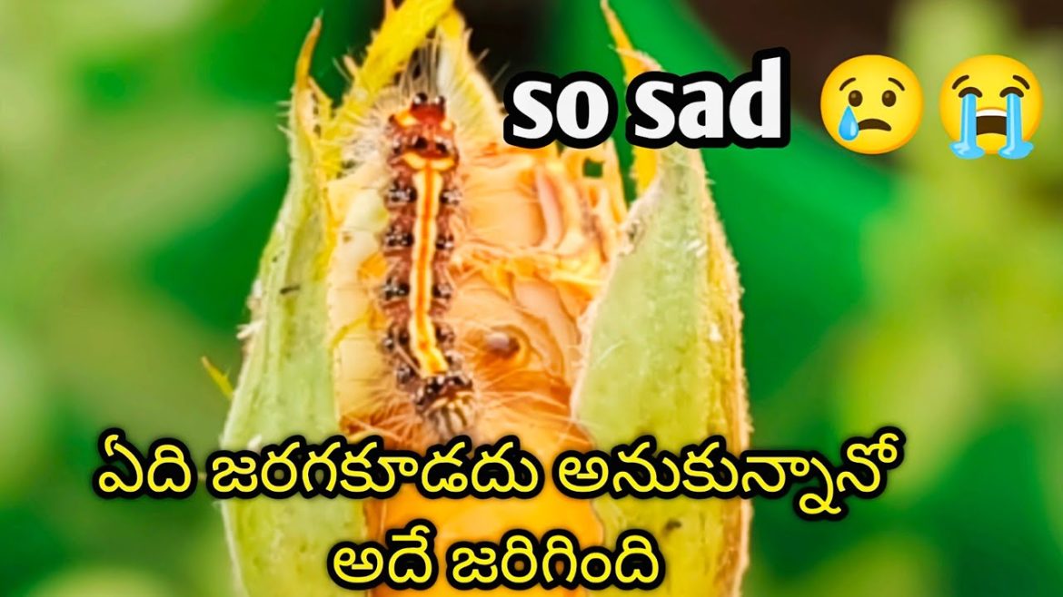My Plants are Sick|Pest on Plants|Terrace Garden|Container Gardening