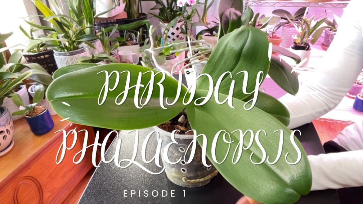 TODAY'S TOP STORY: Episode 1 of Phriday Phalaenopsis New series every Phriday TODAY'S TOP STORY: Episode 1 of Phriday Phalaenopsis New series every Phriday