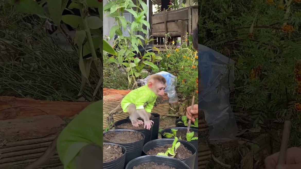 help mom grow vegetables🙈🥰 #shorts