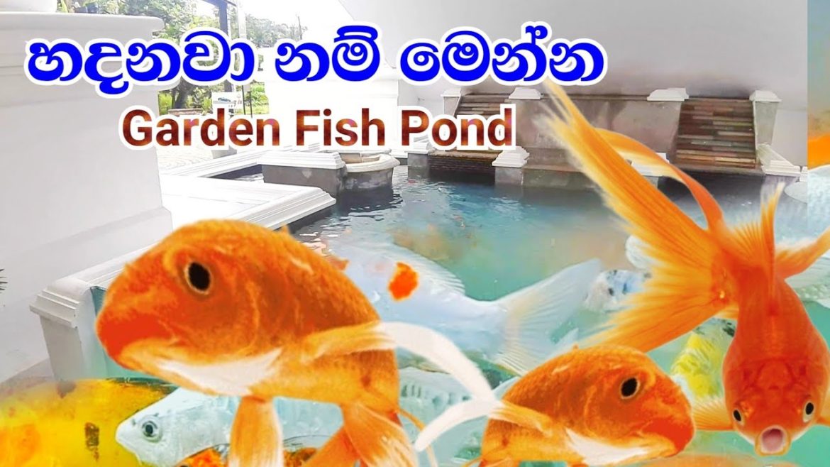 Garden Design Beautiful Fish Phonnd - ඔබේ ගෙවත්තටත් ලස්සන මාලු පොකුණක්
