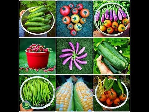 Organic Vegetable Gardening Tips for The Beginners Organic Vegetable Gardening Tips for The Beginners