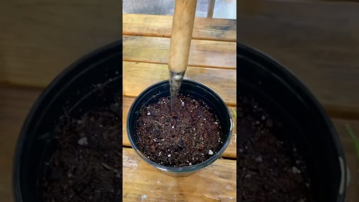 How to Grow Lots of Garlic #shorts #gardening #gardeningtips #growinggarlic