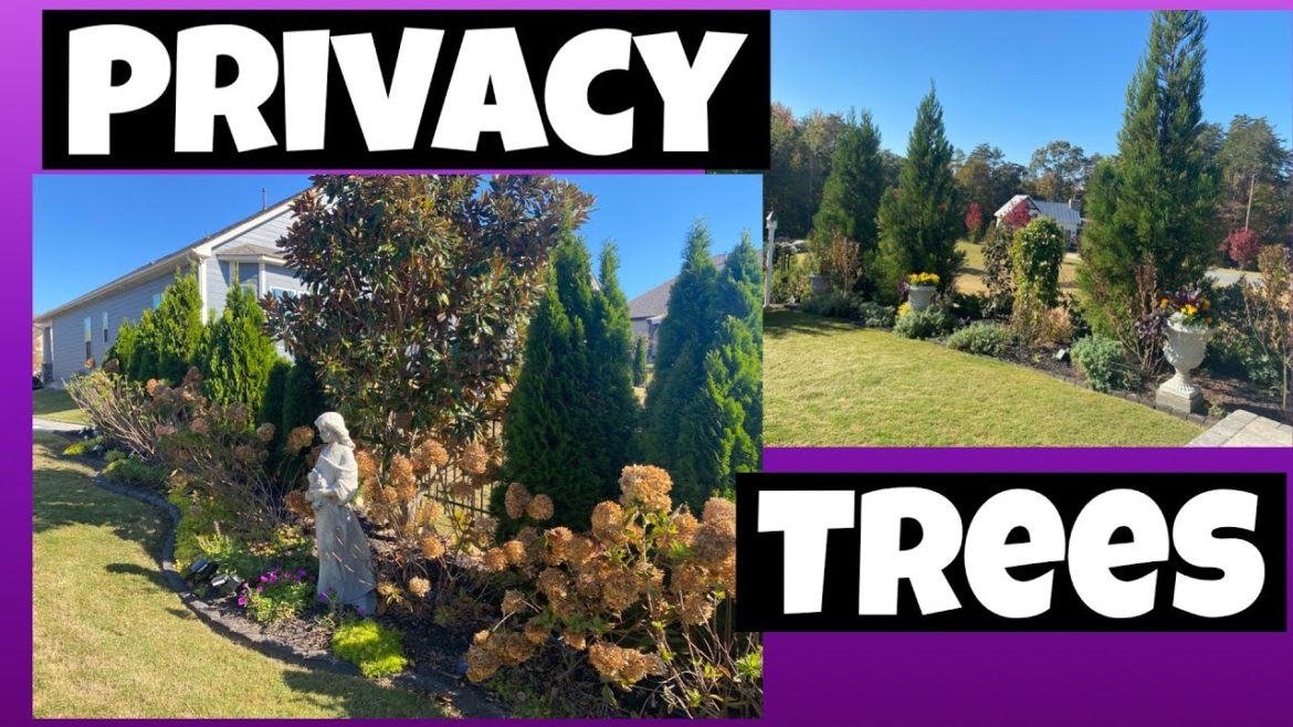 Planting Evergreens for Privacy in the Landscape to Create your own Oasis.