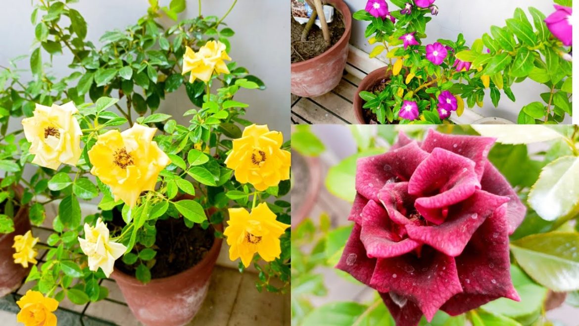 Rooftop garden/rooftop garden ideas India #angel #rooftopgarden