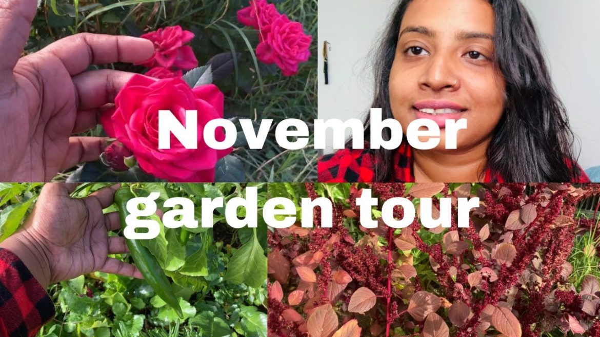 November backyard garden tour and harvest