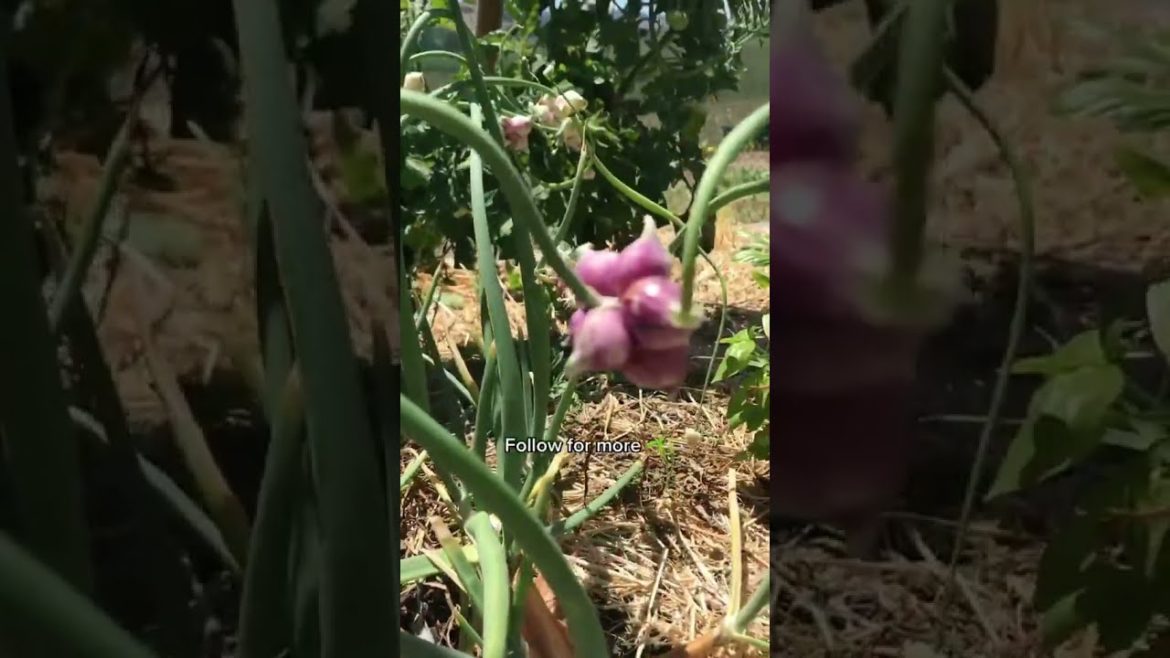 Turns out plants can walk! 🏃‍♂️🧅 #shorts