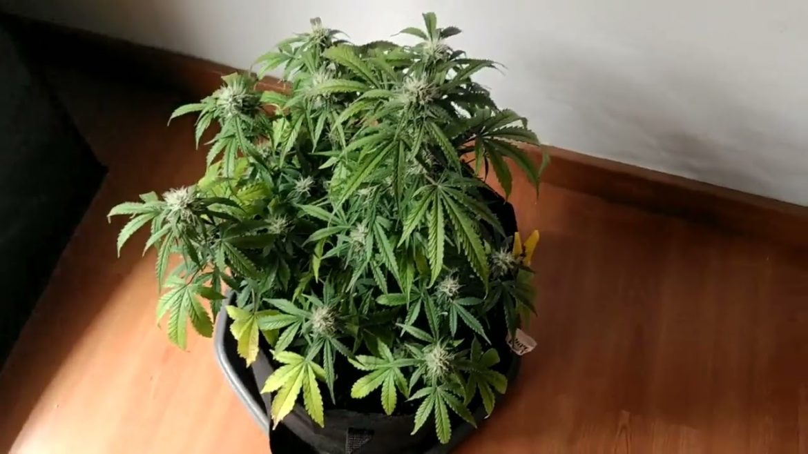 Black Unknown Legendary Cannabis Indoor grow  No Mercy Supply