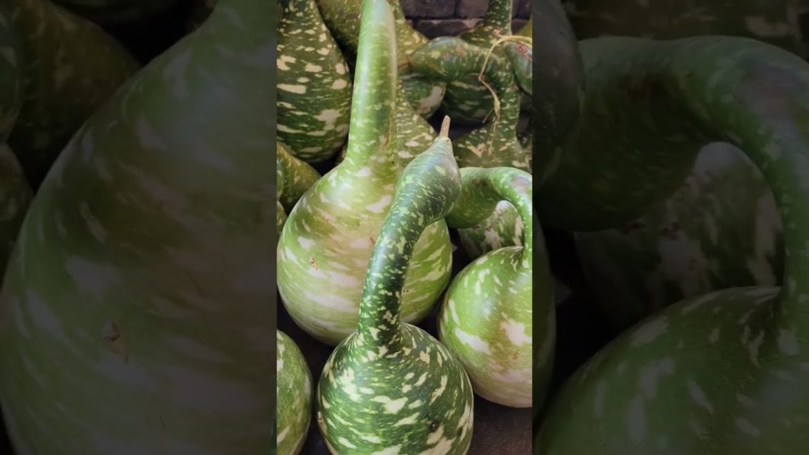 Weird looking Gourd.. Resembles a swan sitting on the water.