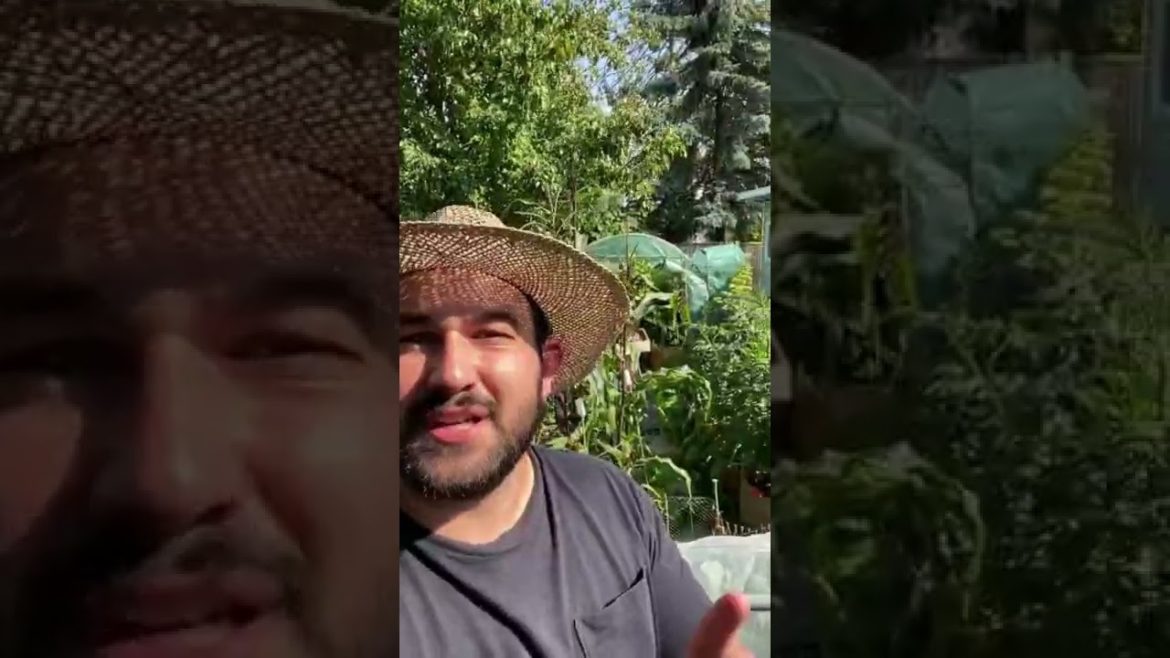 How to Know When Garlic is Ready to Harvest #shorts #gardening #gardeningtips #growinggarlic