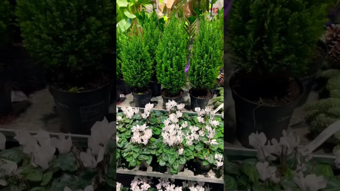 Autumn 🍂 Collection of Beautiful Plants 🪴 Stockholm, Sweden #shorts #ziamustafa #viral #trending