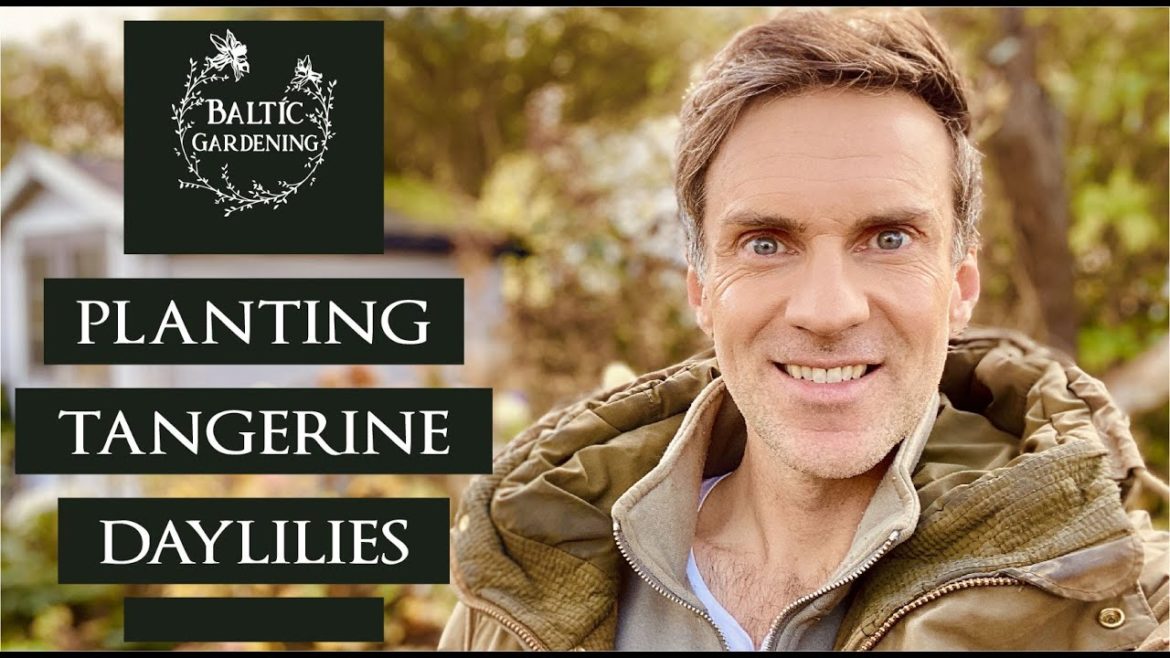 Planting daylilies. Planting hemerocallis. orange daylilies. summer perennials. Baltic Gardenig