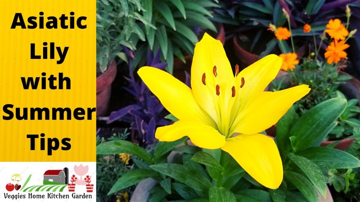 Asiatic Lily Flowers blooms with Summer tips 2022 at Asim  Rooftop Garden