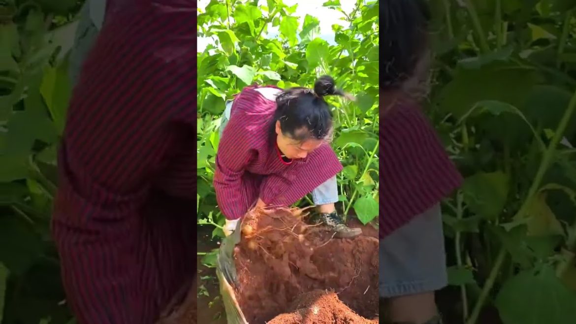 Yacón tuber harvest #agriculture #harvest