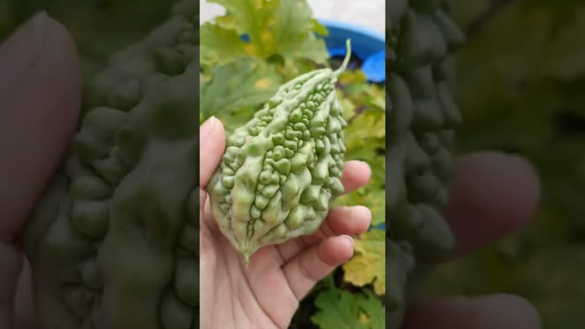 Bitter melon (bitter gourd /karela) #gardening #shorts #bittergourd