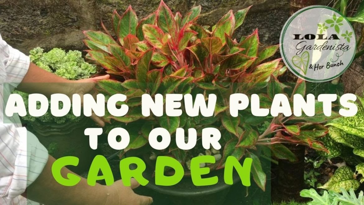 Adding New Plants To Our Garden: Landscaping Ideas 👵🏼❤️🌿🌎♻️