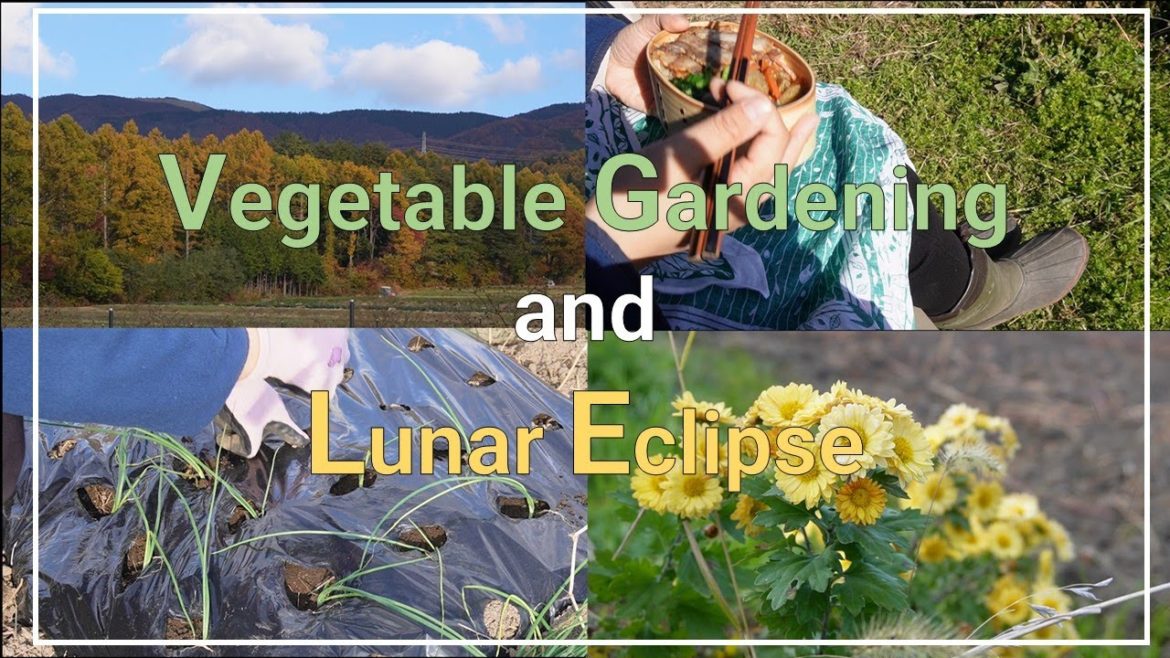 【Japanese rural life #12】vegetable gardening and total lunar eclipse