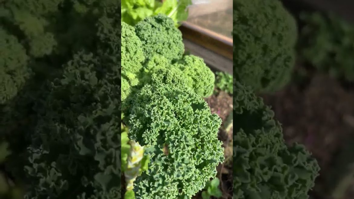 Vegetable backyard garden