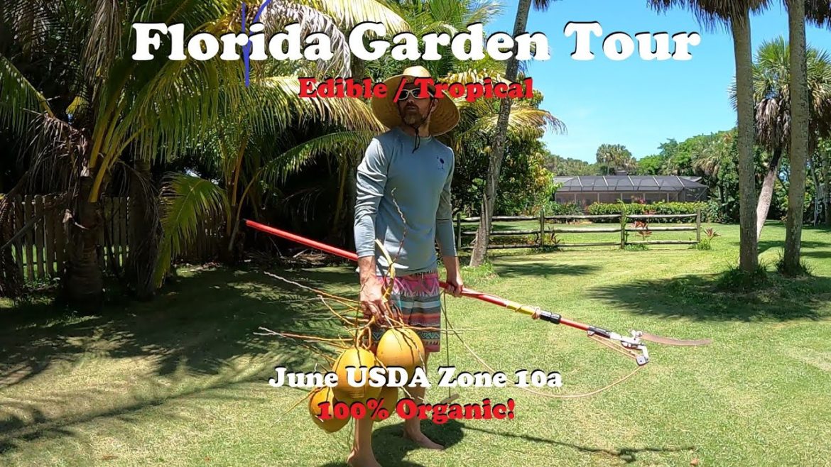 Florida Organic Edible / Tropical Garden Food Forest Tour | June Zone 10a