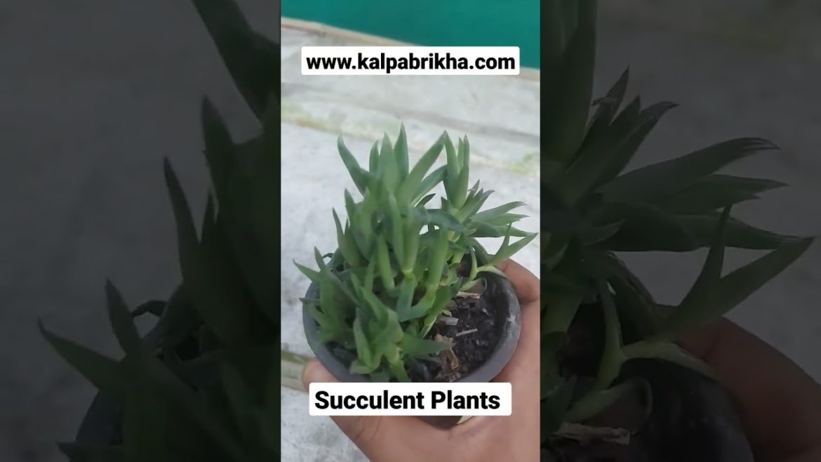 Succulent plants ka Care kese Rakhe  | Succulent plants care
