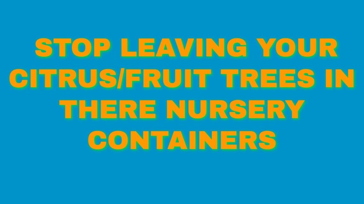 STOP LEAVING YOUR CITRUS/FRUIT TREES IN THERE NURSERY CONTAINERS #CITRUSHOWTO