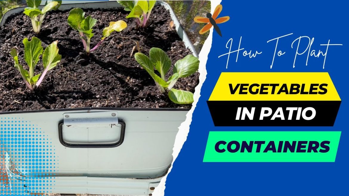 How To Plant Vegetables In Patio Containers: A Step-by-Step Guide