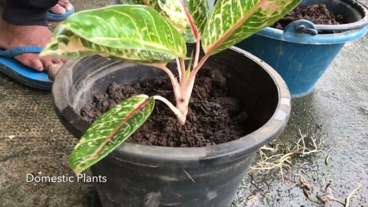 How to grow Aglonema plants in  the garden How to grow Aglonema plants in  the garden