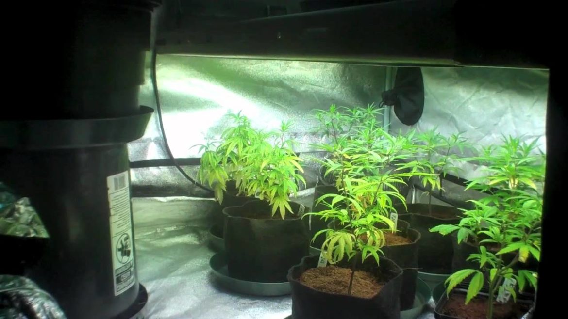 Vegetive Tips #1 - Grateful Garden Tips-medical cannabis tent grow
