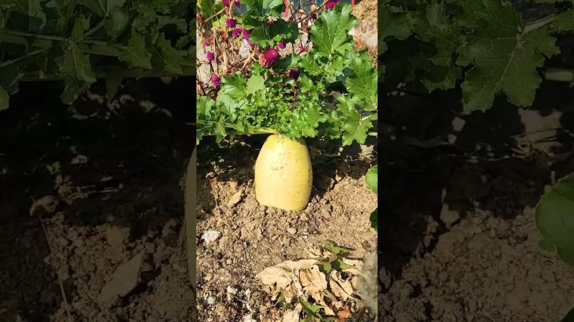 텃밭에 심어 놓은 무우가 너무 잘 되었습니다 ^-^