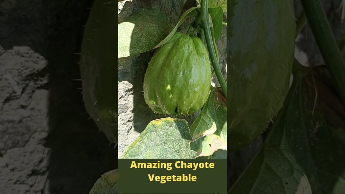 Amazing Chayote Vegetable #Shorts