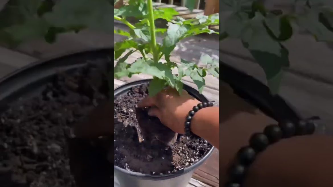 Planting tomatoes for winter harvest.