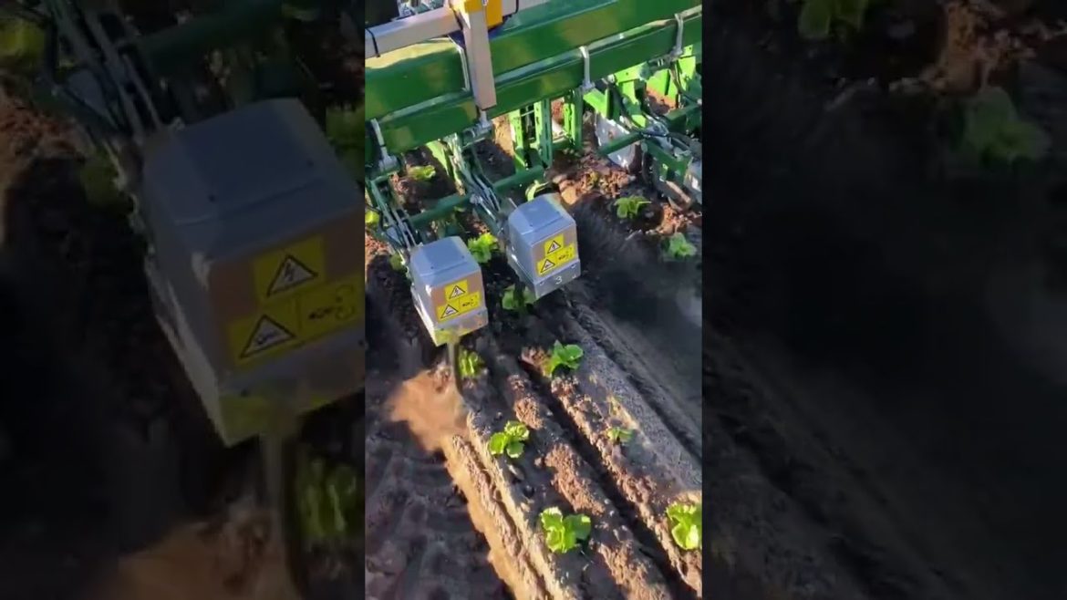 Control weeds with advanced technology mechanics