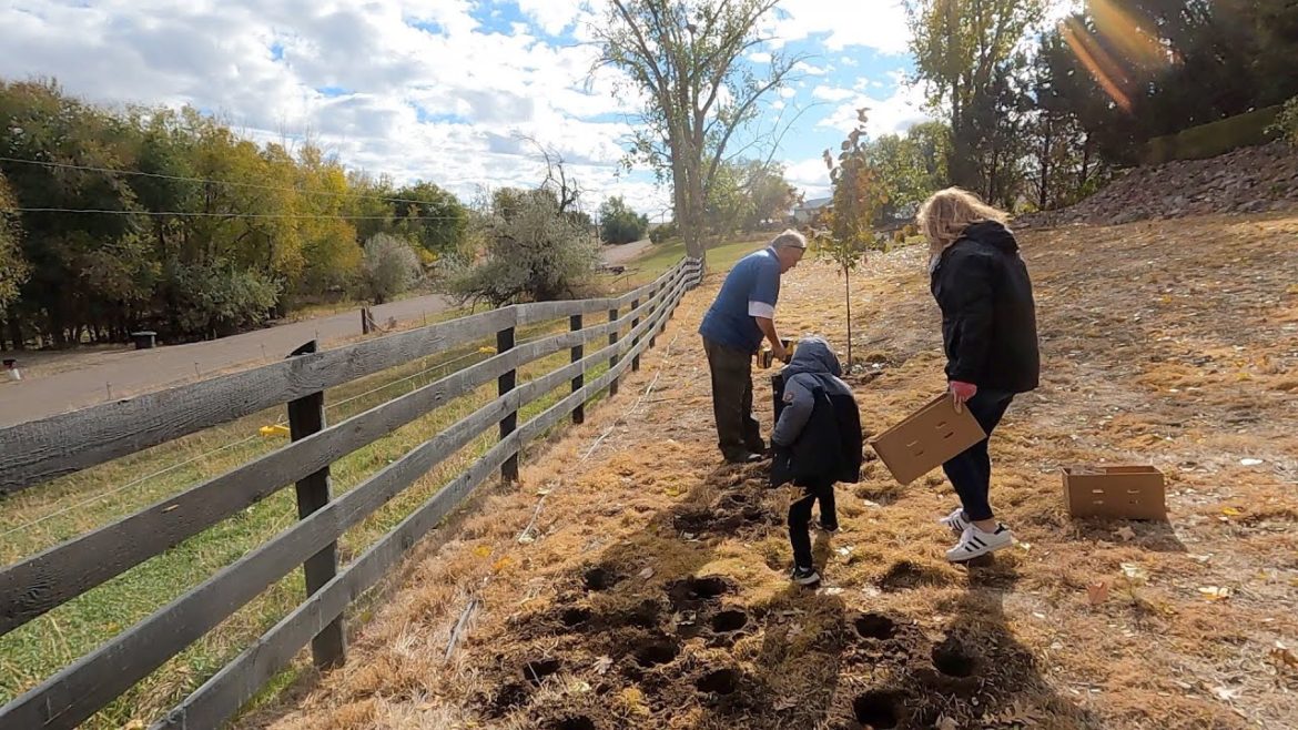 Garden Answer: Helping My Parents Plant Bulbs in Their Garden! 🌷🥰💚 // Garden Answer Helping My Parents Plant Bulbs in Their Garden! 🌷🥰💚 // Garden Answer