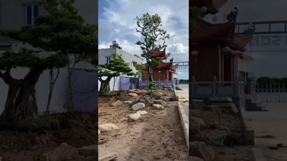 Anh còn phải cày | Gã Đầu Bạc – Vua Tùng Anh còn phải cày | Gã Đầu Bạc - Vua Tùng