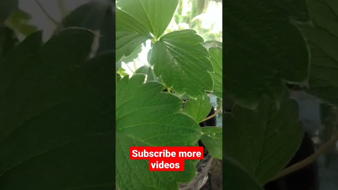 strawberry tree growth, Village Life With Saiful