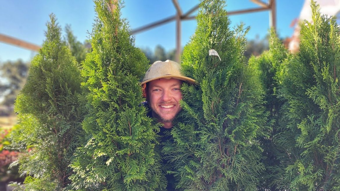 Top 5 Privacy Screen Trees |Grow a Living Fence| Top 5 Privacy Screen Trees |Grow a Living Fence|