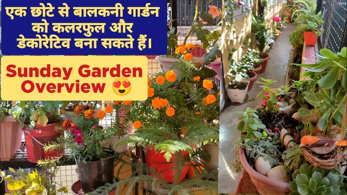 Sunday Garden Overview 6 November 2022 / Balcony Garden Tour in India / Garden Overview With Tips