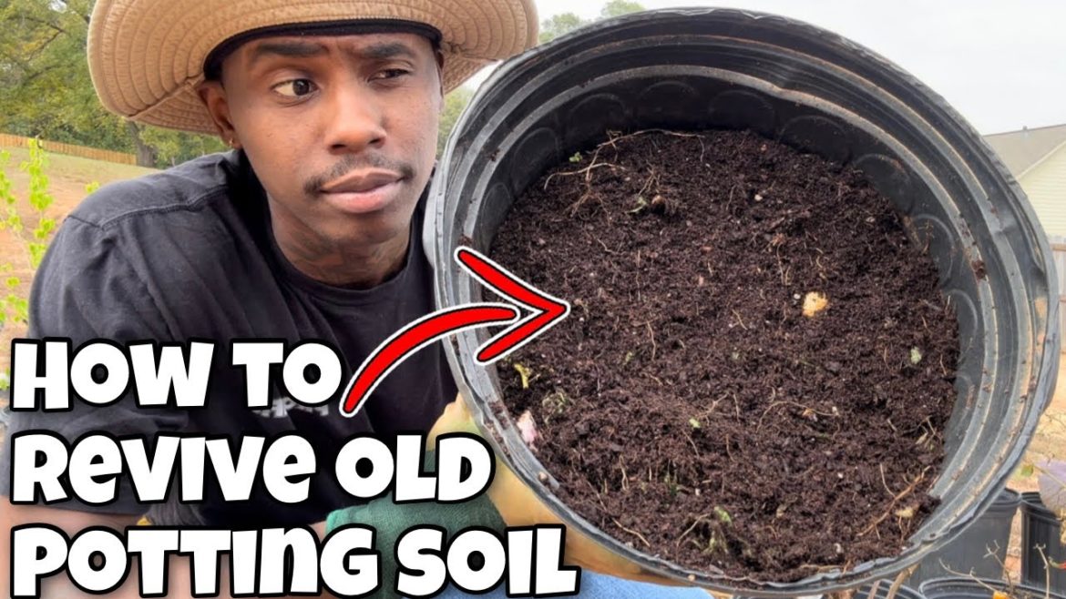 HOW TO RE-USE OLD POTTING SOIL!
