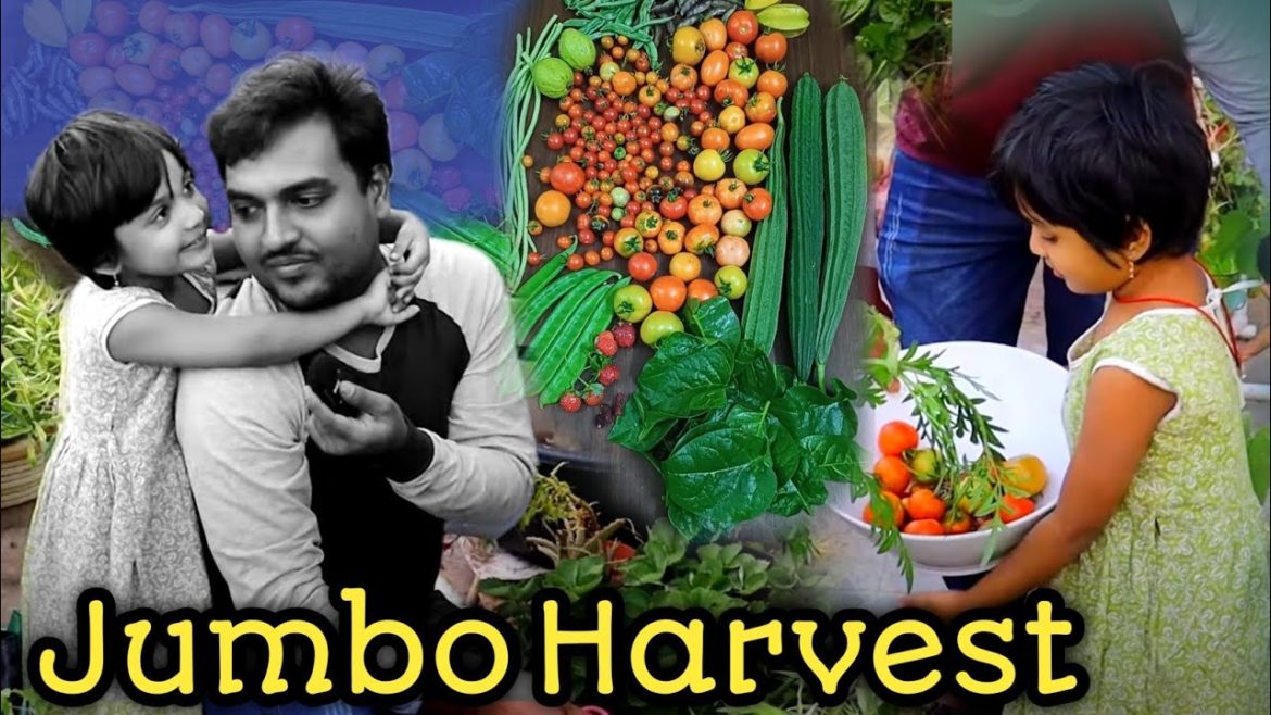 Fruits and Vegetables Harvest #gardening #organic #terracegarden