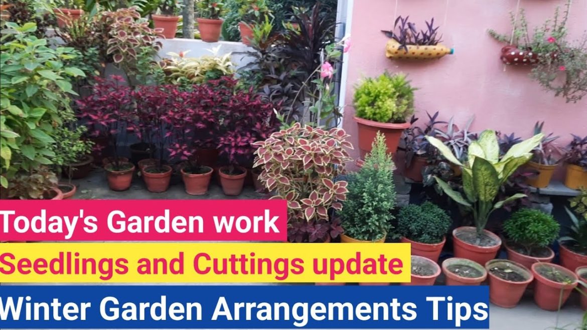 Today's Garden work // Winter garden arrangements tips // Seedlings and cuttings update